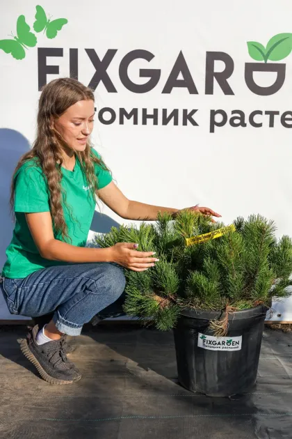 Сосна горная Пумилио