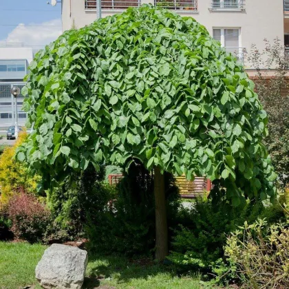 Вяз шершавый Кампердоуни