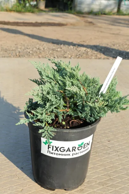 Можжевельник горизонтальный Блю Чип