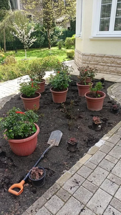 Роза английская Крокус Роуз