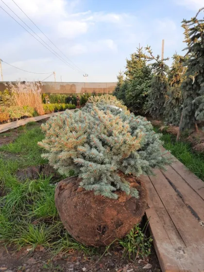 Ель колючая Глаука Глобоза