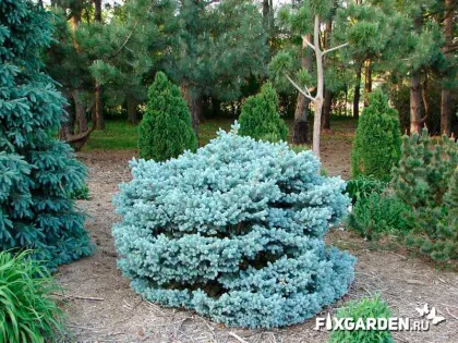 Ель колючая Глаука Глобоза
