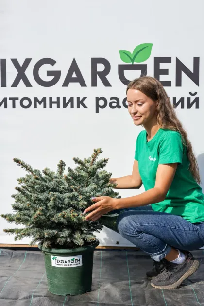 Ель колючая Глаука Глобоза