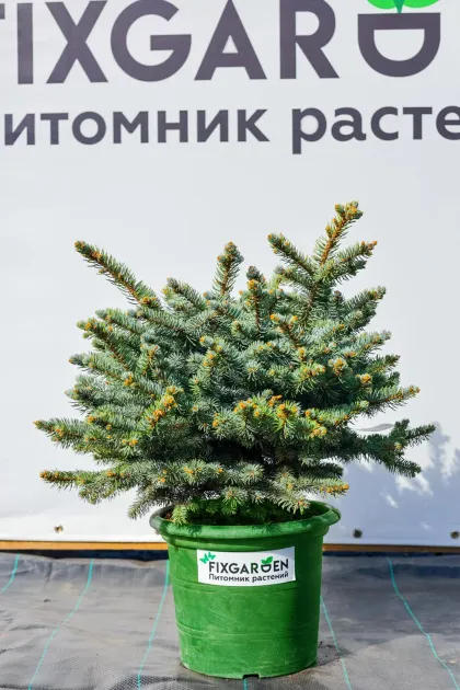 Ель колючая Глаука Глобоза