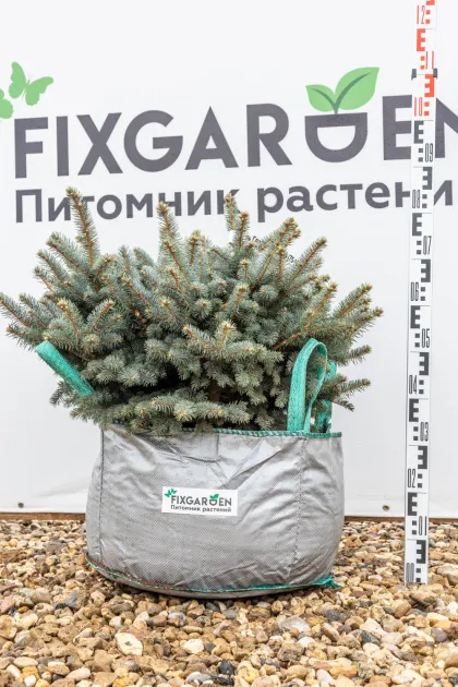 Ель колючая Глаука Глобоза