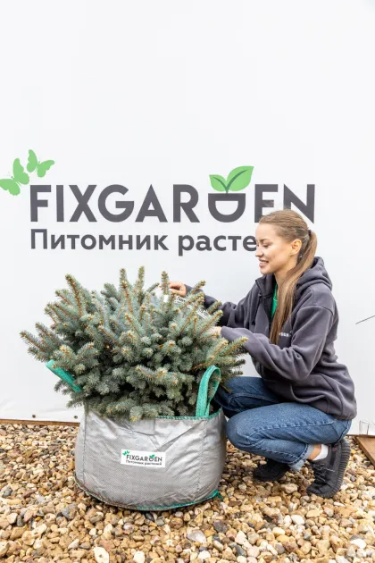 Ель колючая Глаука Глобоза