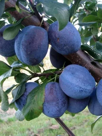 Слива Тульская чёрная