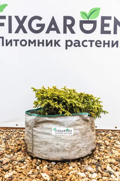 Ель обыкновенная Нидиформис