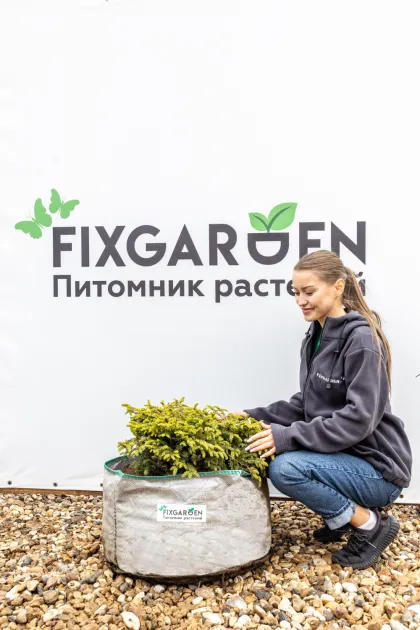 Ель обыкновенная Нидиформис