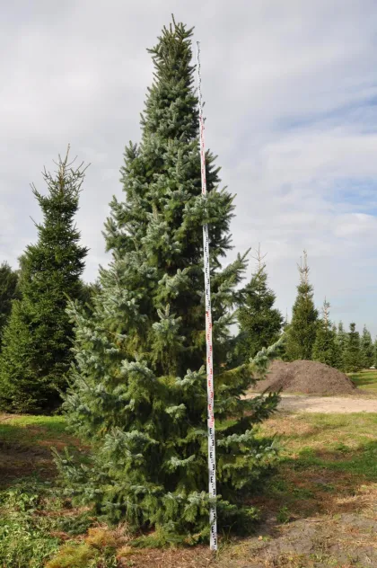 Ель сербская