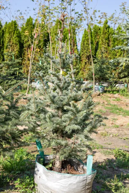 Ель колючая глаука Кейбаб