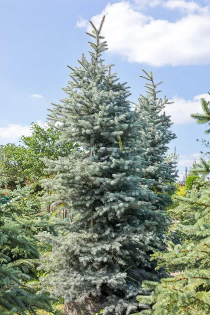 Ель колючая Эдит