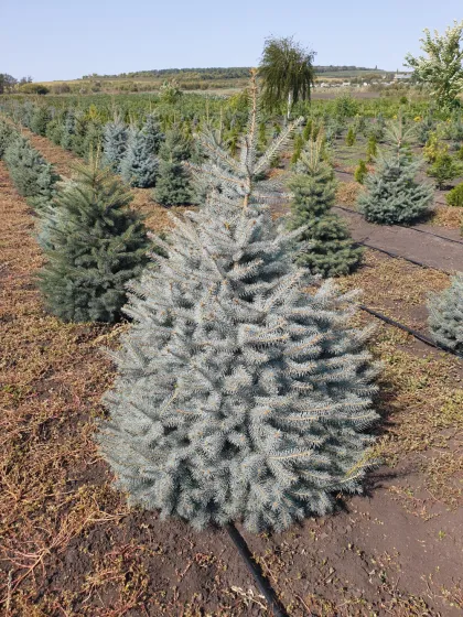 Ель колючая глаука