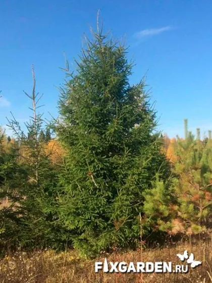 Ель обыкновенная