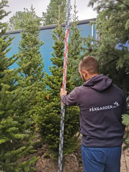 Пихта корейская