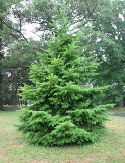 Псевдотсуга Мензиса