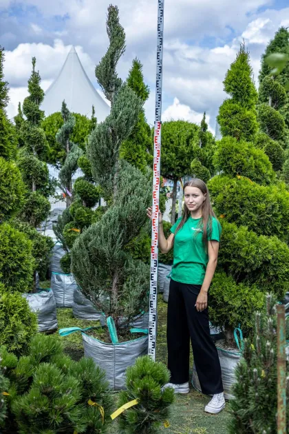 Можжевельник Скайрокет