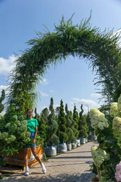 Лиственница Европейская