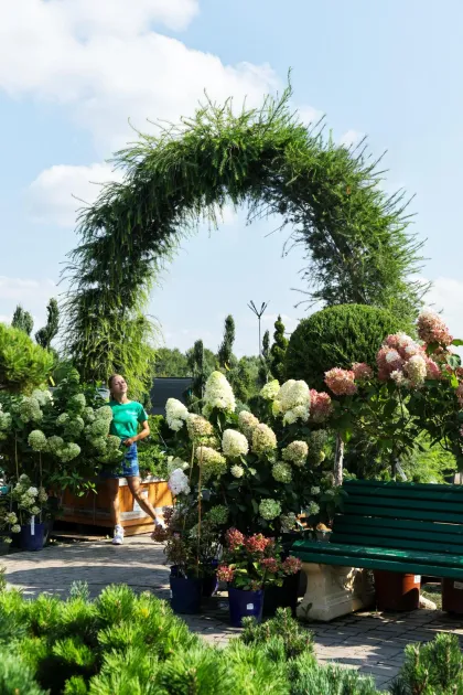 Лиственница Европейская