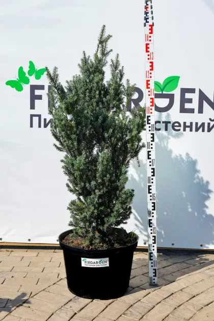 Тис средний Хикси