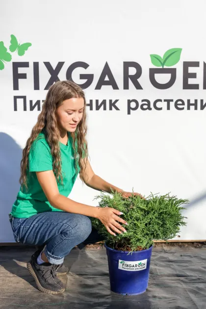 Можжевельник горизонтальный Андора Компакт