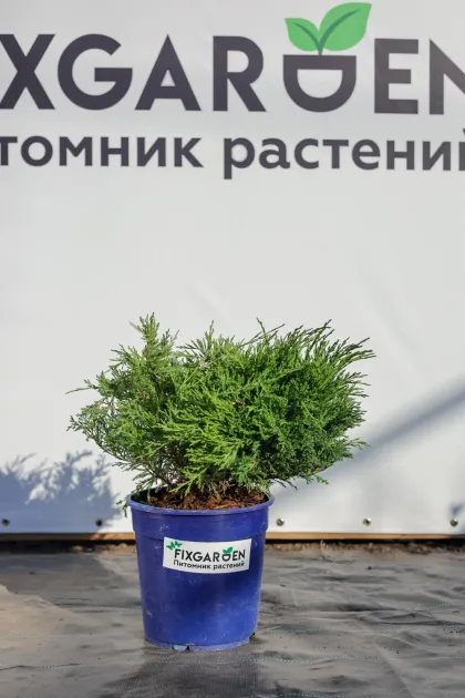 Можжевельник горизонтальный Андора Компакт