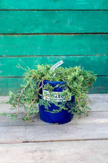 Можжевельник горизонтальный Вилтони