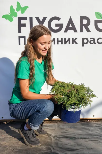 Можжевельник обыкновенный Грин Карпет