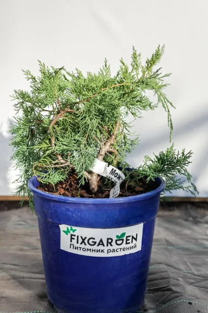 Можжевельник виргинский Хетц