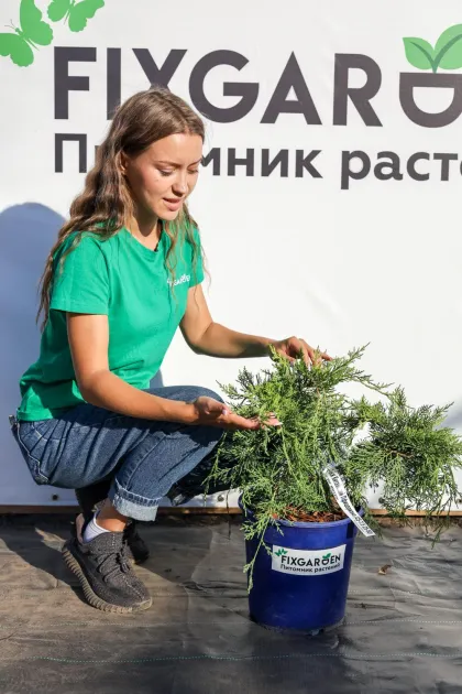 Можжевельник средний Пфицериана