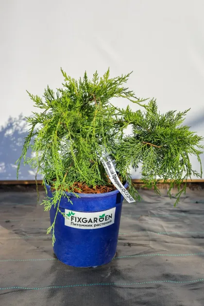 Можжевельник средний Пфицериана