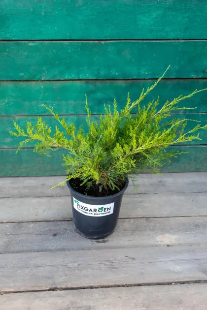 Можжевельник средний Минт Джулеп